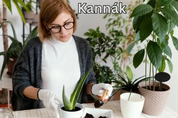 Kannák