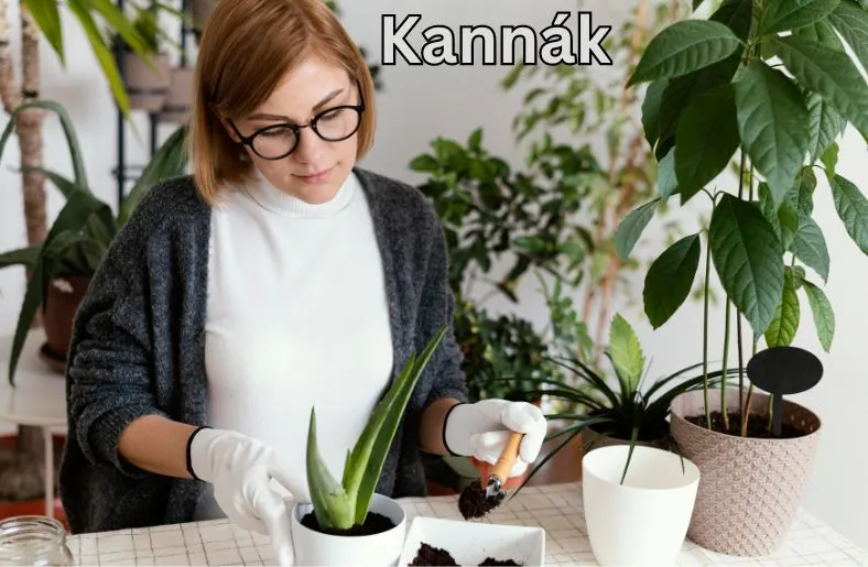 Kannák