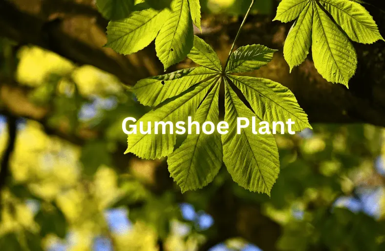 Gumshoe Plant